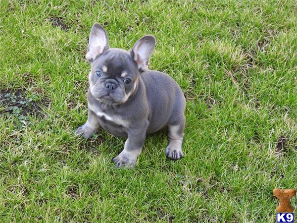 gpupies20 Picture 2